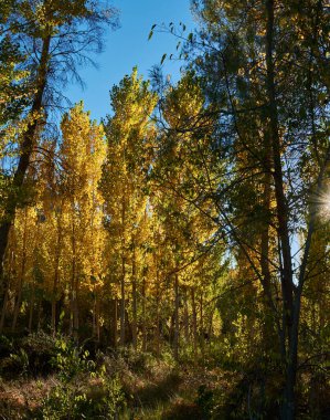 Sonbaharın ortasında güzel bir karaağaç ormanı