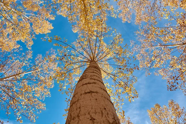 A beautiful elm forest in the middle of autumn