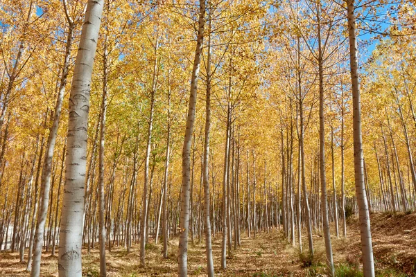 A beautiful elm forest in the middle of autumn