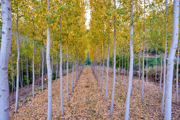 A beautiful elm forest in the middle of autumn