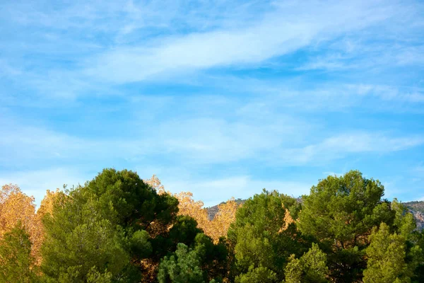 Een Prachtige Populieren Dennenbos Onder Een Warme Blauwe Lucht — Stockfoto