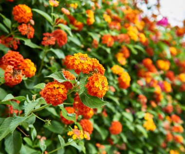 Bir çift kırmızı ve sarı çiçek.