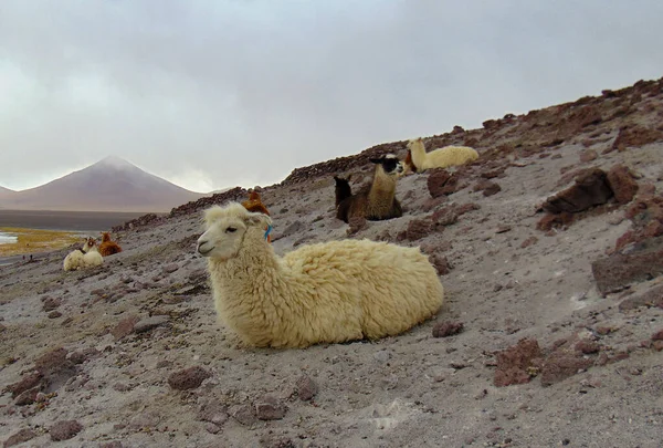 Llamas Hill Altiplanic Lagoon Bolivia — Stock Photo, Image