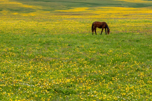 Çayırda at otluyor.