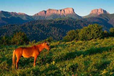 Şafakta dağlarda at