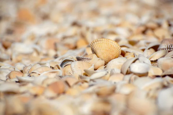 Seashells on the beach during the day
