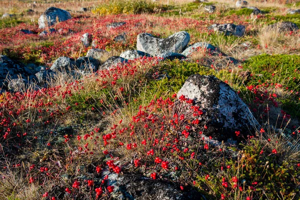 Terib 'deki tepede cüce korneli ya da böğürtlenli (cornus suecica)