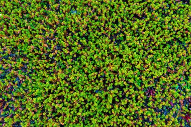 Siyah kiraz ve yosun (Empetrum nigrum)