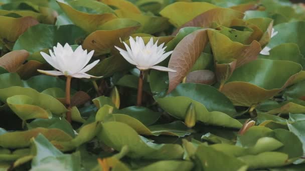 Water lily lat. Nympha a panorama — Stock Video