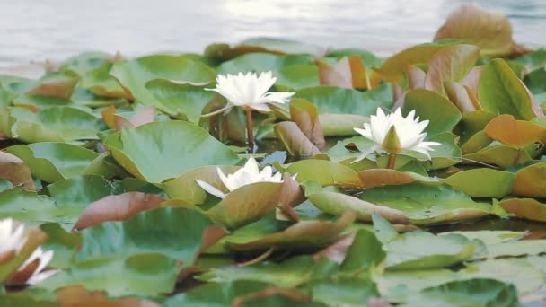 Water lily lat. Nympha a panorama — Stock Video