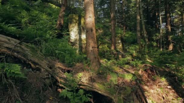 Arbres, pierres des montagnes, mousses et fougères .