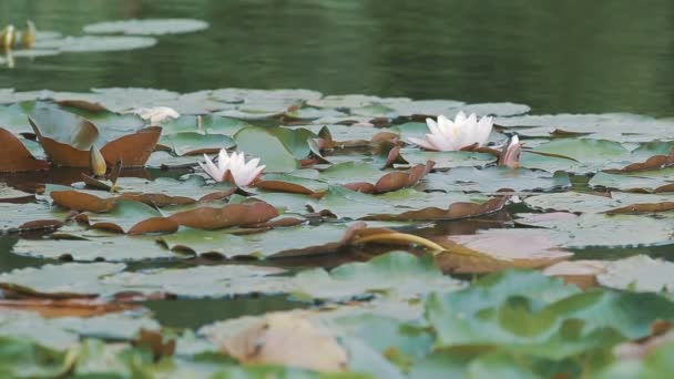 Water lily lat. Nympha — Αρχείο Βίντεο