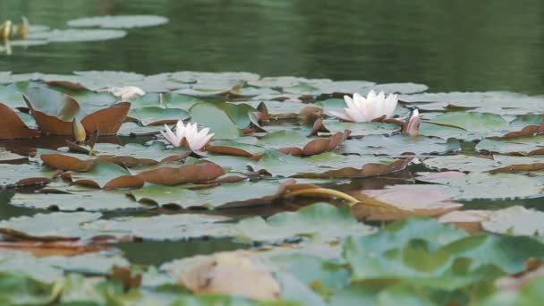 Giglio d'acqua lat. Ninfa. — Video Stock