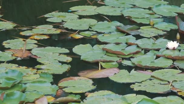 Water lily lat. Nympha Πανόραμα — Αρχείο Βίντεο