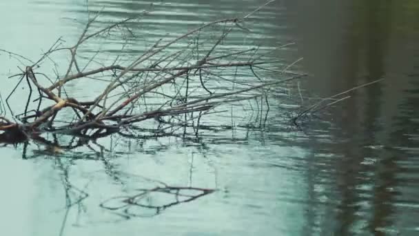 Фон ветвей и речных волн — стоковое видео