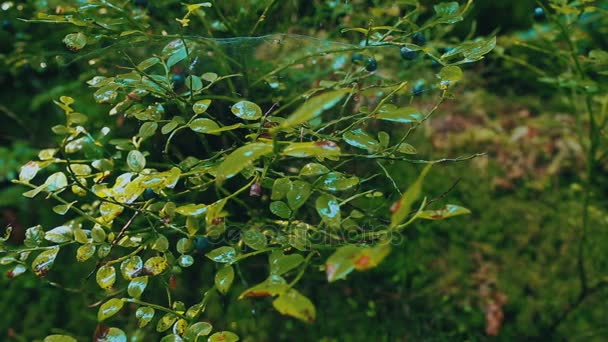 Fresh mountains blueberries. — Stock Video