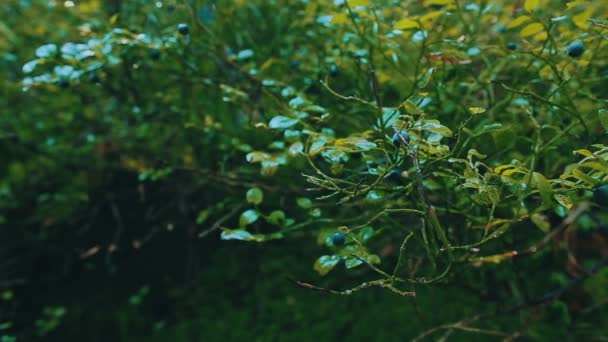 Fresh mountains blueberries. — Stock Video