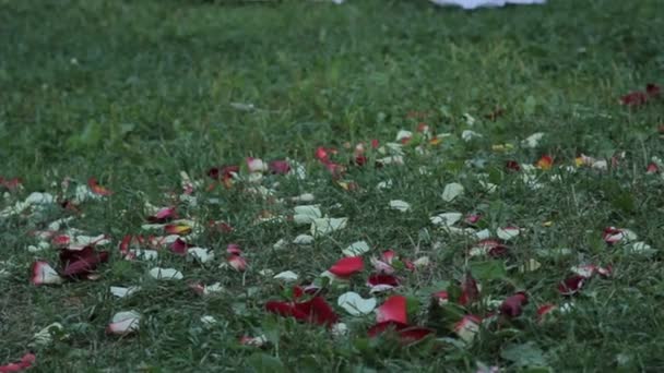 Квіткові пелюстки лежать на траві — стокове відео