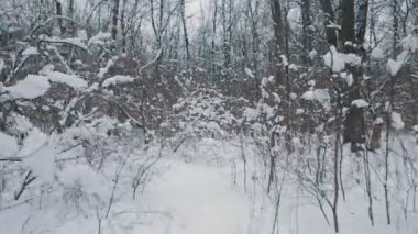 Uçan karlı ormanı