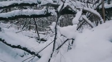 Uçan karlı ormanı