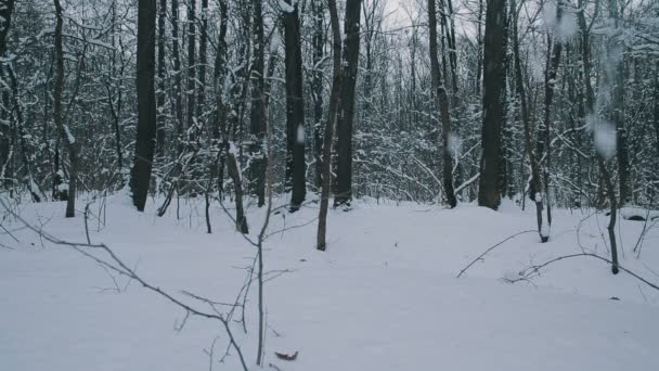 Troncs d'arbres de forêt enneigée — Video