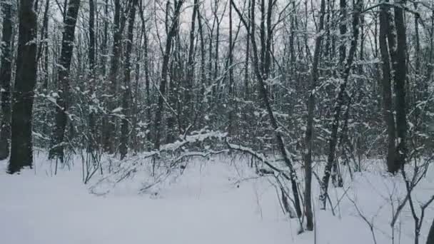 雪に覆われた森の中の飛行 ストック動画