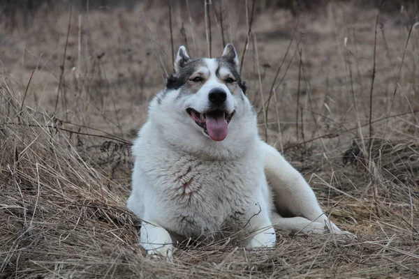 Смішний Собака Лежить Сухій Траві Восени — стокове фото