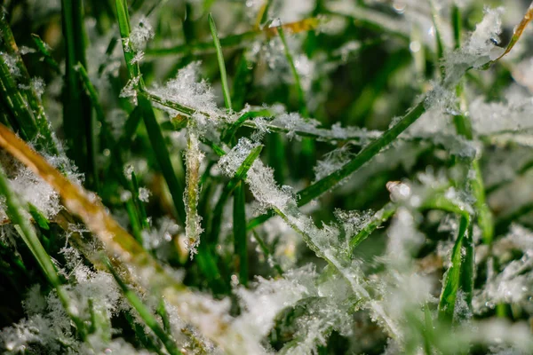 Зелена Трава Під Снігом Навесні Макрос — стокове фото