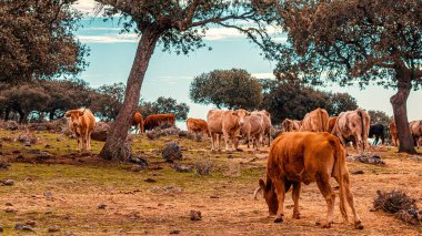 Manada de Vacas en la naturaleza