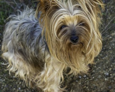 Köpek kameraya bakıyor.