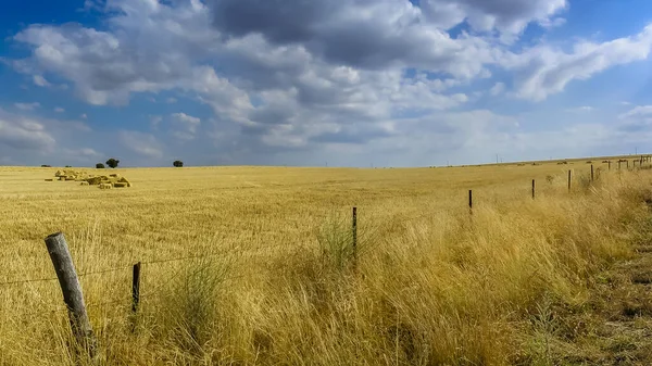 Castilla İspanya 'daki buğday tarlalarında saman hasadı.