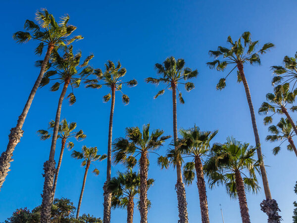 Palm trees against the blue sky in Hollywood, California