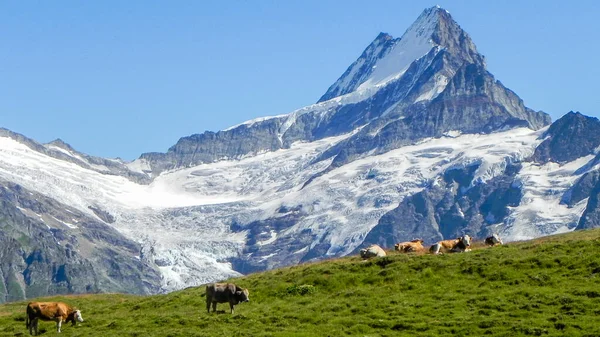 Arka planda Schreckhorn dağı olan ineklerle dolu çayır.