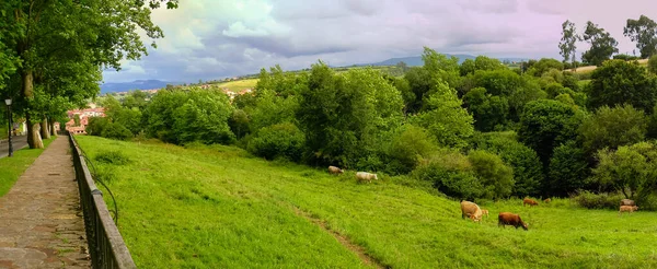 İspanya 'nın kuzeyinde Cantabria' da bir çayırda inekler var.