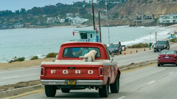 Malibu, ABD; 15 Haziran 2018: Kamyonetteki köpek