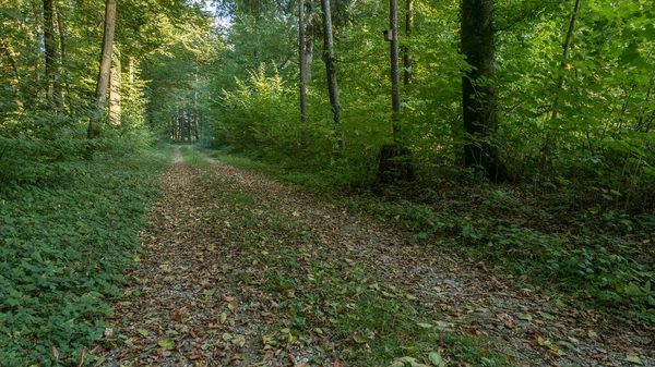 İsviçre, Glattbrugg 'da sonbaharda bir orman