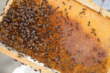 Kovandaki arılar çalışıyor