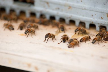 Kovandaki arılar çalışıyor
