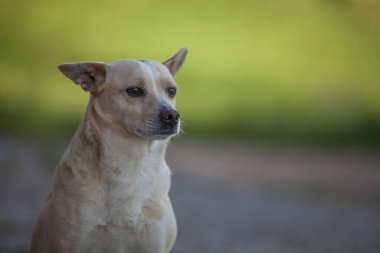 Yeşilli Kısa Köpek