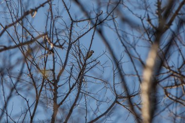Baharın renkleri arasında özgür kuşlar
