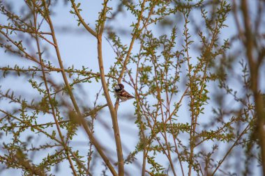 Baharın renkleri arasında özgür kuşlar