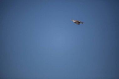 Baharın renkleri arasında özgür kuşlar