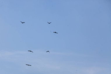 Baharın renkleri arasında özgür kuşlar