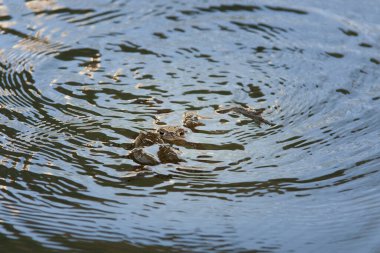 FROG Nehirde Yüzüyor