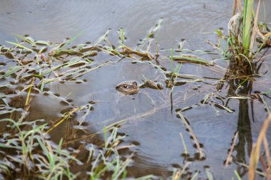FROG Nehirde Yüzüyor