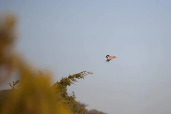 Oiseaux Libres Parmi Les Couleurs Printemps — Photo