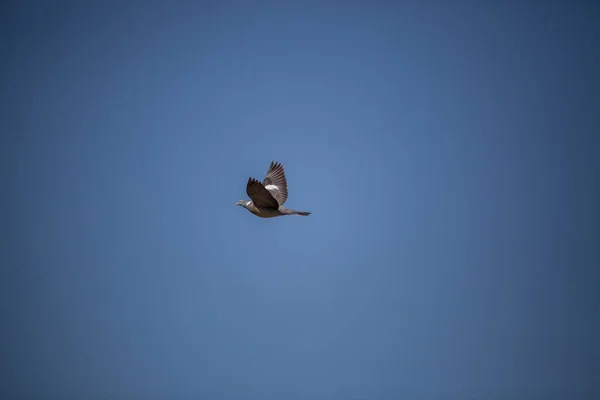 Oiseaux Libres Parmi Les Couleurs Printemps — Photo