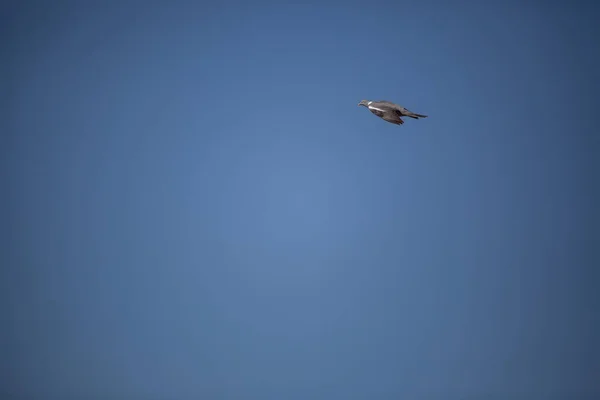 Aves Libres Entre Los Colores Primavera — Foto de Stock