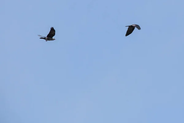 Oiseaux Libres Parmi Les Couleurs Printemps — Photo