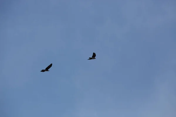 Oiseaux Libres Parmi Les Couleurs Printemps — Photo